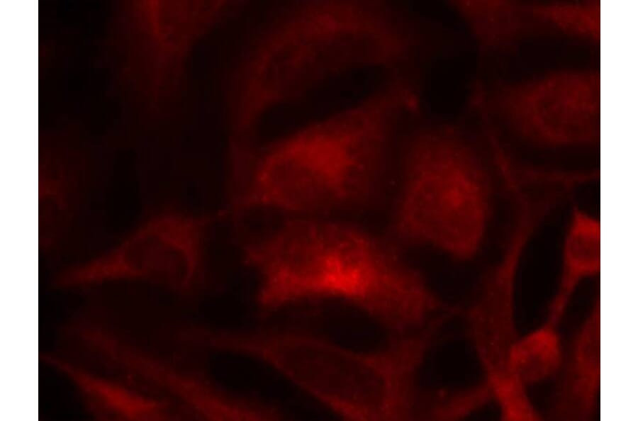 Immunofluorescence - Rac1 (Ab-71) Antibody from Signalway Antibody (21201) - Antibodies.com