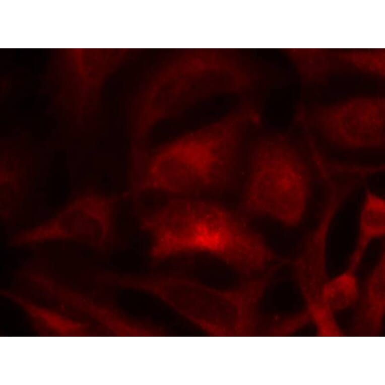 Immunofluorescence - Rac1 (Ab-71) Antibody from Signalway Antibody (21201) - Antibodies.com
