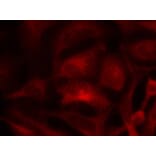 Immunofluorescence - Rac1 (Ab-71) Antibody from Signalway Antibody (21201) - Antibodies.com