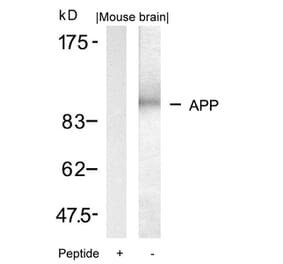 Western blot - APP (Ab-668) Antibody from Signalway Antibody (21204) - Antibodies.com