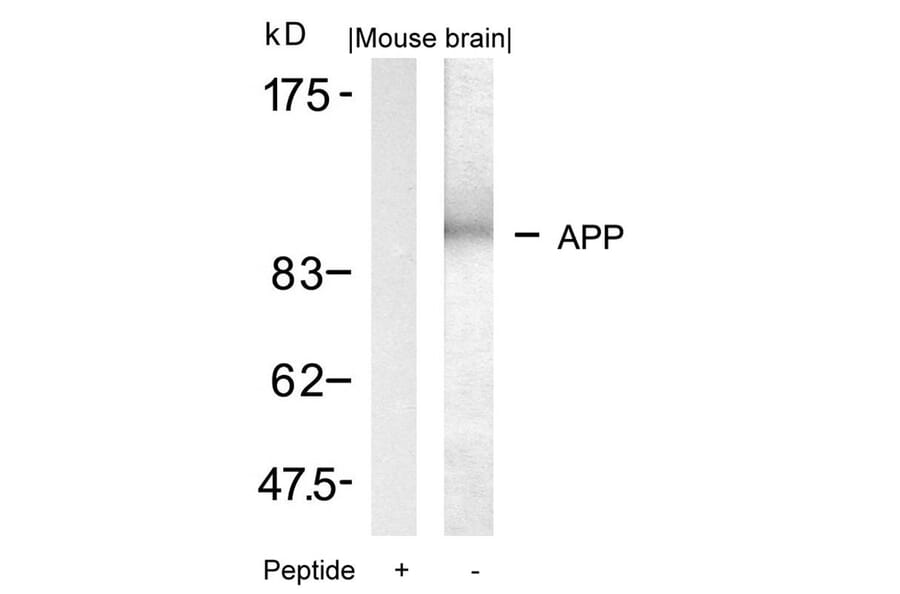 Western blot - APP (Ab-668) Antibody from Signalway Antibody (21204) - Antibodies.com