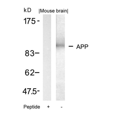 Western blot - APP (Ab-668) Antibody from Signalway Antibody (21204) - Antibodies.com