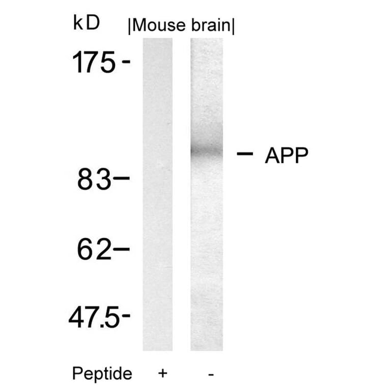 Western blot - APP (Ab-668) Antibody from Signalway Antibody (21204) - Antibodies.com