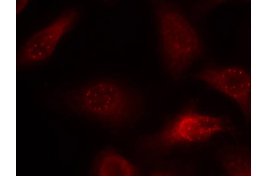 Immunofluorescence - APP (Ab-668) Antibody from Signalway Antibody (21204) - Antibodies.com