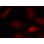 Immunofluorescence - APP (Ab-668) Antibody from Signalway Antibody (21204) - Antibodies.com