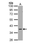 AMPK gamma-2 antibody from Signalway Antibody (22007) - Antibodies.com