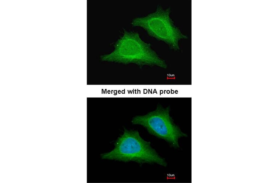 Immunofluorescence - AMPK gamma-2 antibody from Signalway Antibody (22007) - Antibodies.com