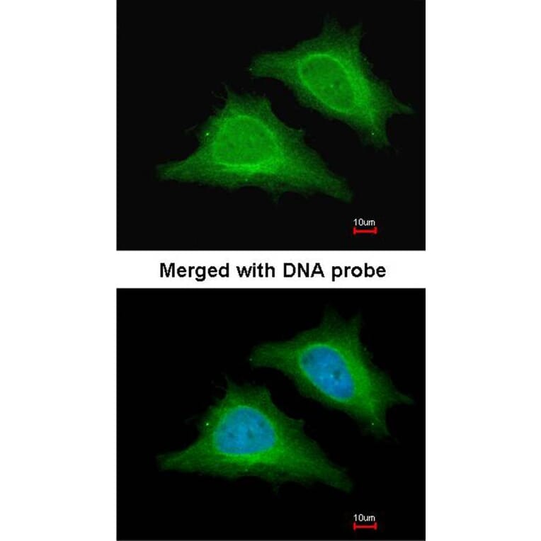 Immunofluorescence - AMPK gamma-2 antibody from Signalway Antibody (22007) - Antibodies.com