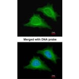 Immunofluorescence - AMPK gamma-2 antibody from Signalway Antibody (22007) - Antibodies.com