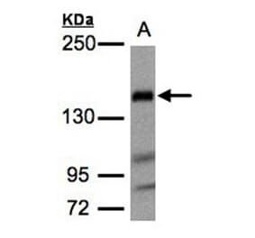 Flightless I antibody from Signalway Antibody (22392) - Antibodies.com