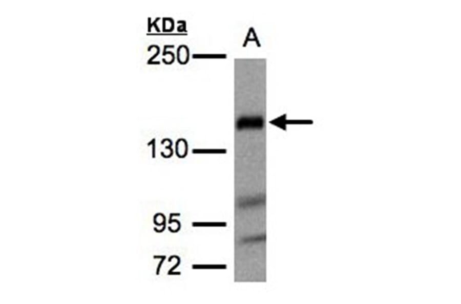 Flightless I antibody from Signalway Antibody (22392) - Antibodies.com
