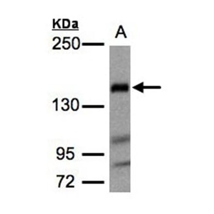 Flightless I antibody from Signalway Antibody (22392) - Antibodies.com