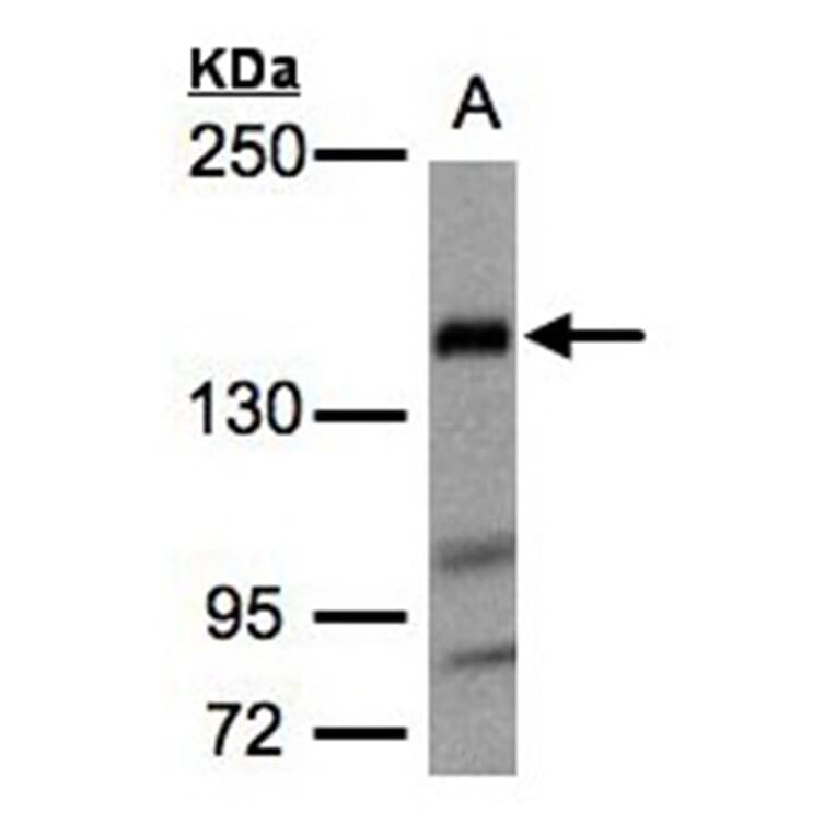 Flightless I antibody from Signalway Antibody (22392) - Antibodies.com