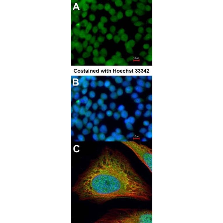 Immunofluorescence - Flightless I antibody from Signalway Antibody (22392) - Antibodies.com