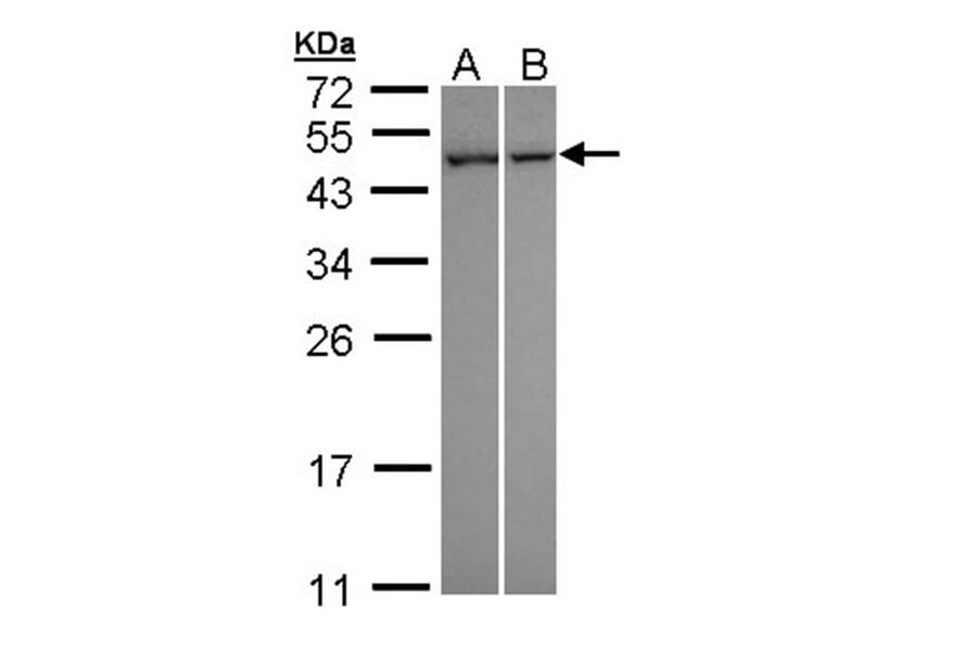 NNT-1/BSF-3 antibody from Signalway Antibody (22627) - Antibodies.com
