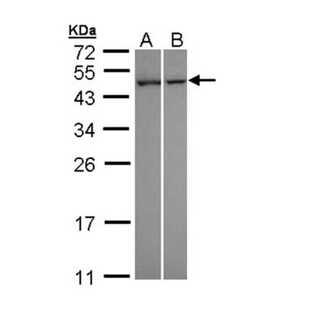 NNT-1/BSF-3 antibody from Signalway Antibody (22627) - Antibodies.com