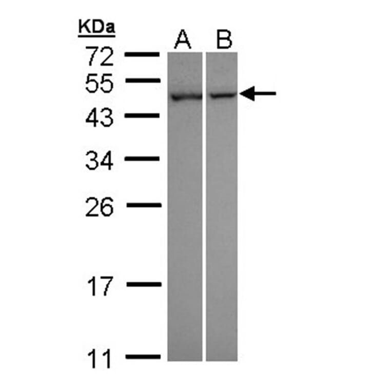 NNT-1/BSF-3 antibody from Signalway Antibody (22627) - Antibodies.com