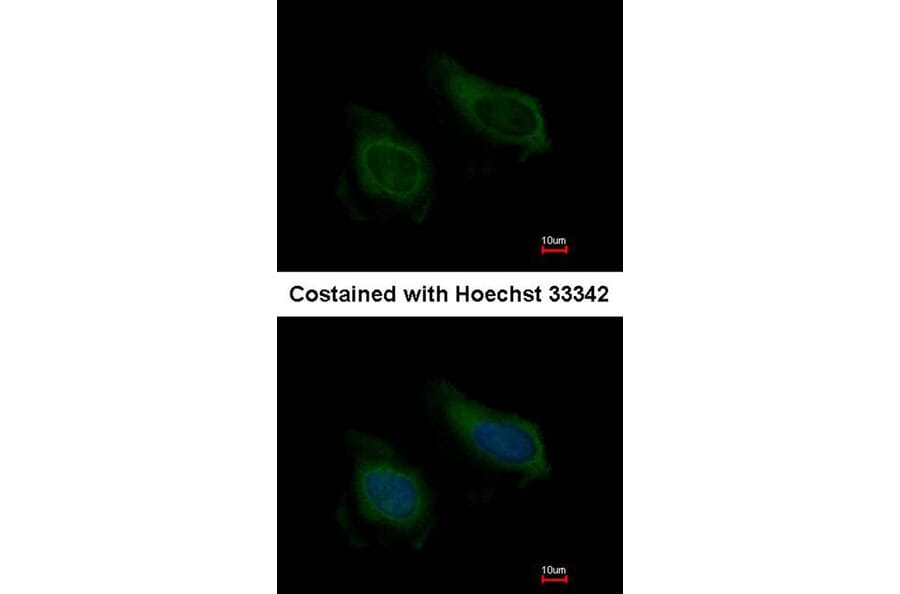 Immunofluorescence - NNT-1/BSF-3 antibody from Signalway Antibody (22627) - Antibodies.com