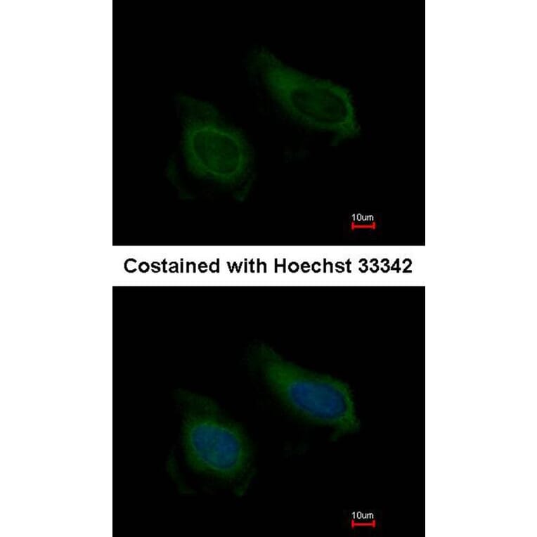Immunofluorescence - NNT-1/BSF-3 antibody from Signalway Antibody (22627) - Antibodies.com