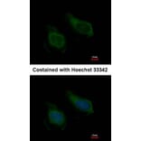 Immunofluorescence - NNT-1/BSF-3 antibody from Signalway Antibody (22627) - Antibodies.com