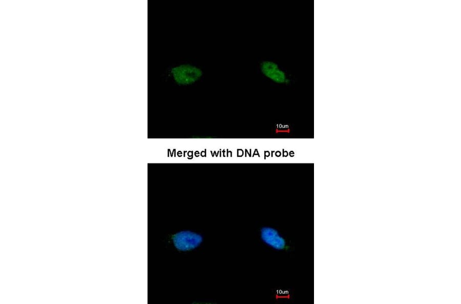 Immunofluorescence - TOK-1 alpha antibody from Signalway Antibody (22674) - Antibodies.com