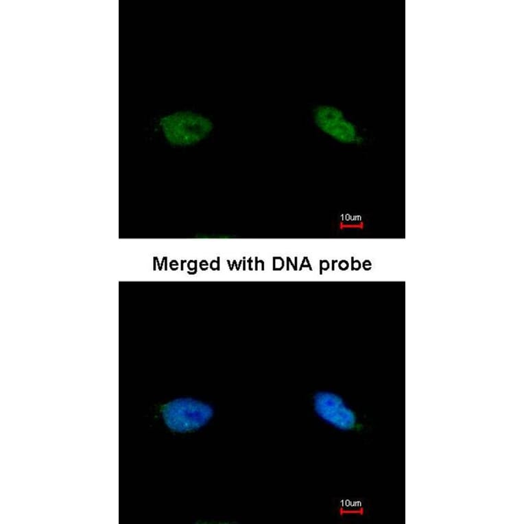 Immunofluorescence - TOK-1 alpha antibody from Signalway Antibody (22674) - Antibodies.com