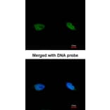 Immunofluorescence - TOK-1 alpha antibody from Signalway Antibody (22674) - Antibodies.com