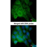 Immunofluorescence - CaMKII delta antibody from Signalway Antibody (22853) - Antibodies.com