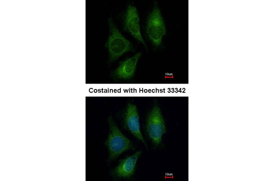 Immunofluorescence - Endothelin 1 antibody from Signalway Antibody (22887) - Antibodies.com