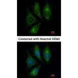 Immunofluorescence - Endothelin 1 antibody from Signalway Antibody (22887) - Antibodies.com