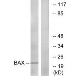 Western blot - Bax (Ab-167) Antibody from Signalway Antibody (33148) - Antibodies.com