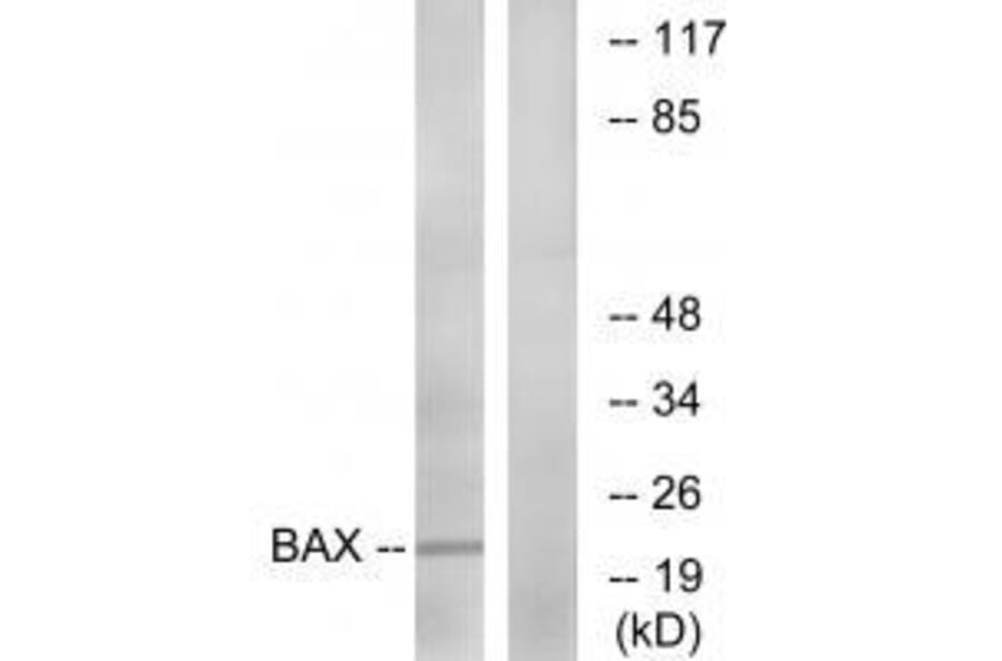 Western blot - Bax (Ab-167) Antibody from Signalway Antibody (33148) - Antibodies.com