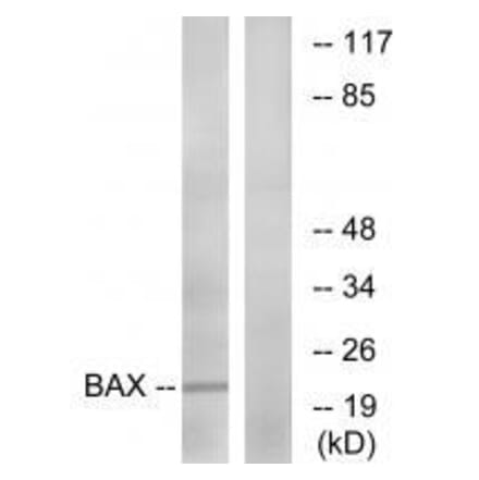Western blot - Bax (Ab-167) Antibody from Signalway Antibody (33148) - Antibodies.com