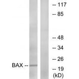 Western blot - Bax (Ab-167) Antibody from Signalway Antibody (33148) - Antibodies.com