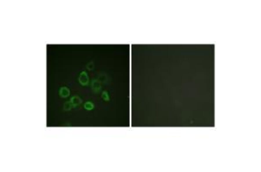 Immunofluorescence - Bax (Ab-167) Antibody from Signalway Antibody (33148) - Antibodies.com