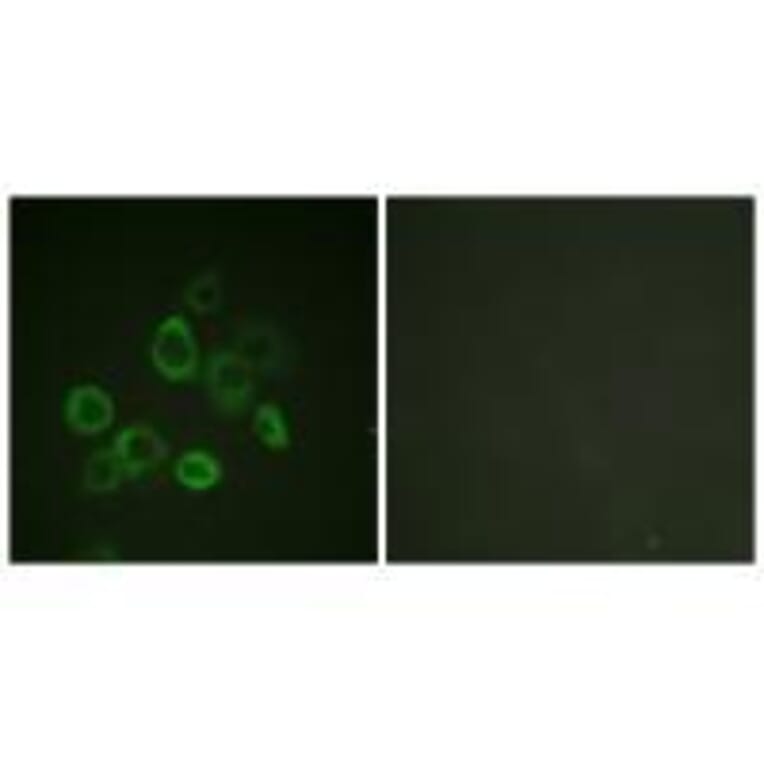 Immunofluorescence - Bax (Ab-167) Antibody from Signalway Antibody (33148) - Antibodies.com