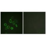 Immunofluorescence - Bax (Ab-167) Antibody from Signalway Antibody (33148) - Antibodies.com