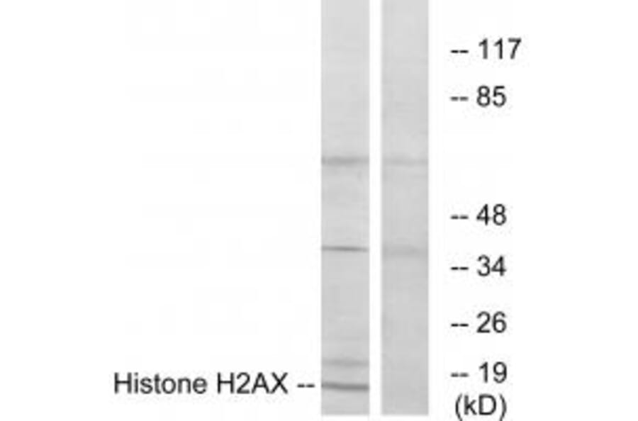 Western blot - Histone H2AX Antibody from Signalway Antibody (33686) - Antibodies.com