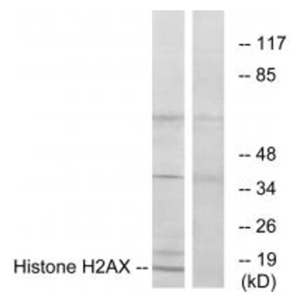 Western blot - Histone H2AX Antibody from Signalway Antibody (33686) - Antibodies.com