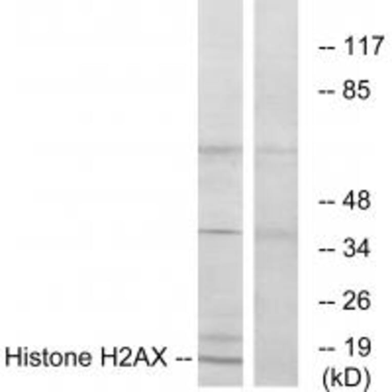 Western blot - Histone H2AX Antibody from Signalway Antibody (33686) - Antibodies.com