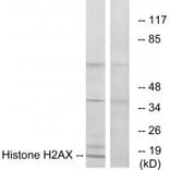 Western blot - Histone H2AX Antibody from Signalway Antibody (33686) - Antibodies.com