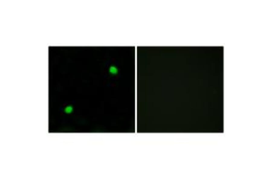 Immunofluorescence - Histone H2AX Antibody from Signalway Antibody (33686) - Antibodies.com