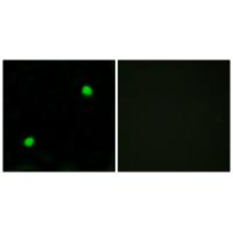 Immunofluorescence - Histone H2AX Antibody from Signalway Antibody (33686) - Antibodies.com