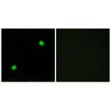 Immunofluorescence - Histone H2AX Antibody from Signalway Antibody (33686) - Antibodies.com