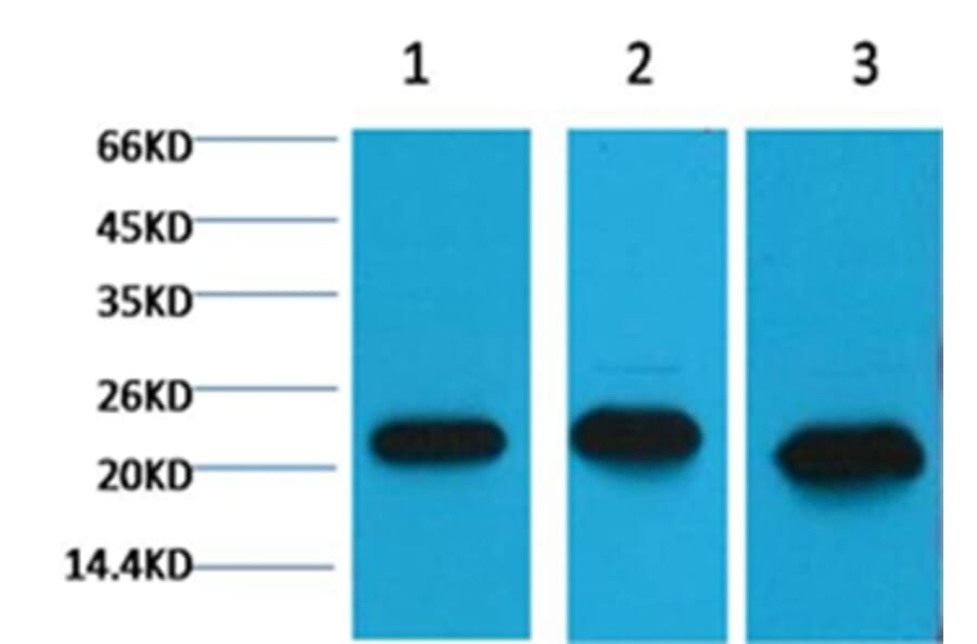Western blot - Peroxiredoxin 1 Mouse Monoclonal Antibody from Signalway Antibody (38055) - Antibodies.com