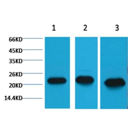 Western blot - Peroxiredoxin 1 Mouse Monoclonal Antibody from Signalway Antibody (38055) - Antibodies.com