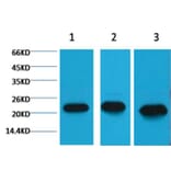 Western blot - Peroxiredoxin 1 Mouse Monoclonal Antibody from Signalway Antibody (38055) - Antibodies.com