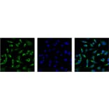 Peroxiredoxin 1 Mouse Monoclonal Antibody from Signalway Antibody (38055) - Antibodies.com