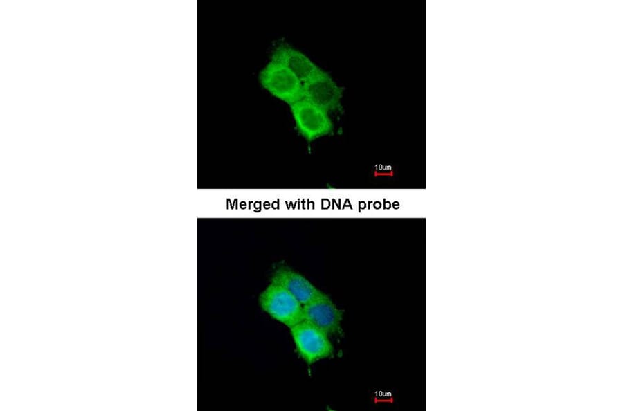 Immunofluorescence - OXSR1 (OSR1) antibody from Signalway Antibody (22738) - Antibodies.com