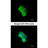 Immunofluorescence - OXSR1 (OSR1) antibody from Signalway Antibody (22738) - Antibodies.com